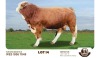 1X SIMMENTAL BULL SEBATAKGOMO