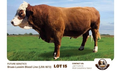 1X SIMMENTAL BULL SEBATAKGOMO