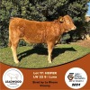 1X LIMOUSINE HEIFER LEADWOOD