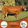 1X LIMOUSINE COW LEADWOOD