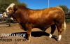 1X SIMMENTAL BULL THOLO HOLDINGS - 2