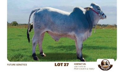 1X GREY BRAHMAN BULL SEBATAKGOMO