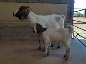 3 x BOERBOKKE OOI/EWE - 2 X STOET Hennie Enslin (PER STUK OM LOT TE NEEM)