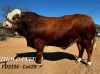 1X SIMMENTAL BULL THOLO HOLDINGS