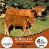 1X LIMOUSINE COW & CALF LEADWOOD