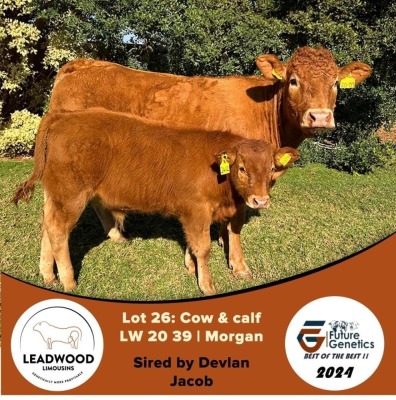 1X LIMOUSINE COW & CALF LEADWOOD