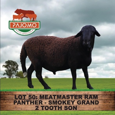 1X MEATMASTER RAM PAJOMO