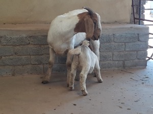 1+1 x BOERBOKKE OOI/EWE Chantelle Pieterse - KUDDE/FLOCK