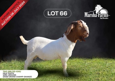 1X BOERGOAT BUCK MARSHA