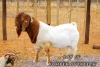 1X BOERGOAT BUCK ONCL