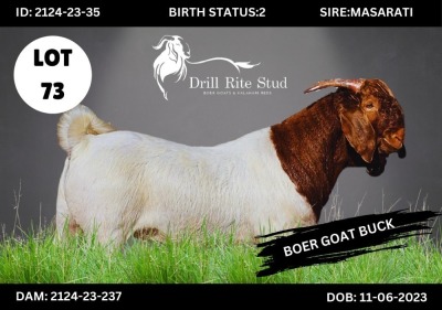 1X BOERGOAT BUCK DRILL RITE