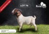 1X BOERGOAT BUCK MARSHA