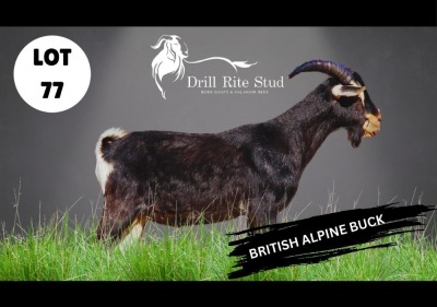 1X BRITISH ALPINE BUCK DRILL RITE