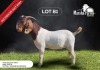 1X BOERGOAT BUCK MARSHA