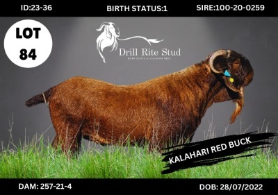 1X KALAHARI RED BUCK DRILL RITE