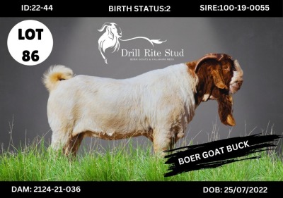 1X BOERGOAT BUCK DRILL RITE