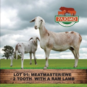 1+1X MEATMASTER EWE & LAMB PAJOMO