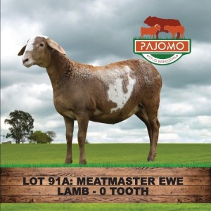 1X MEATMASTER EWE PAJOMO