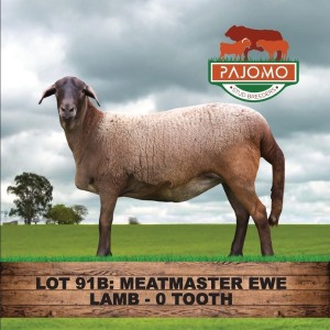 1X MEATMASTER EWE PAJOMO