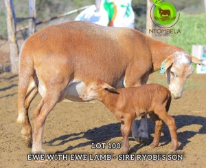 1+1X MEATMASTER EWE & LAMB NTOMBELA