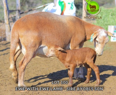 1+1X MEATMASTER EWE & LAMB NTOMBELA