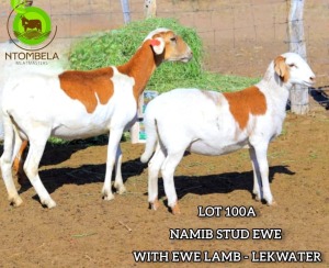 WITHDRAWN - 2X MEATMASTER EWE NTOMBELA