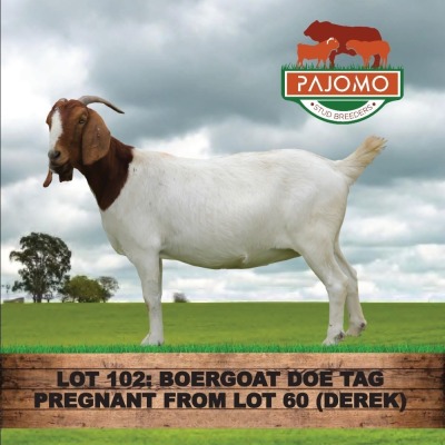 1X BOERGOAT DOE PAJOMO