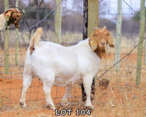 1X BOERGOAT DOE ONCL