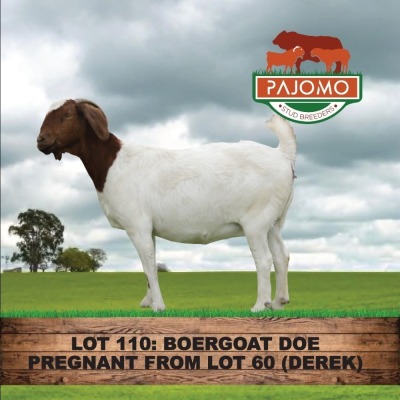 1X BOERGOAT DOE PAJOMO