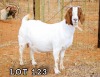 1X BOERGOAT DOE ONCL