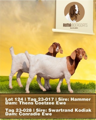 2X BOERGOAT DOE RIMA