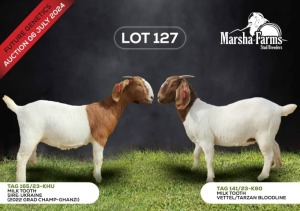 2X BOERGOAT DOE MARSHA