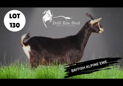 1X BRITISH ALPINE DOE DRILL RITE