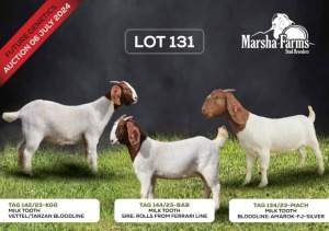 3X BOERGOAT DOE MARSHA