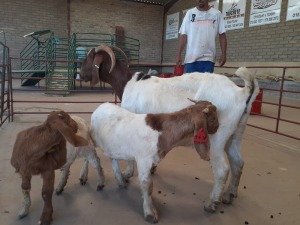 1+2 x BOERBOKKE OOI/EWE Chantelle Pieterse - STOET/STUD