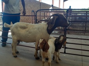 1+2 x BOERBOKKE OOI/EWE Chantelle Pieterse - KUDDE/FLOCK