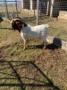 ONTTREK - 1 x BOER GOAT RAM Amanda Kleyn - 2