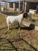 ONTTREK - 1 x BOER GOAT RAM Amanda Kleyn - 2