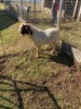 ONTTREK - 1 x BOER GOAT RAM Amanda Kleyn - 2