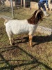 ONTTREK - 1 x BOER GOAT RAM Amanda Kleyn - 2