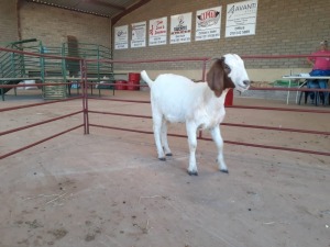 1 x BOERBOKKE OOI/EWE Chantelle Pieterse