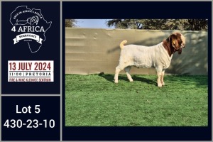 1X BOER GOAT BUCK BOOYSEN BDY