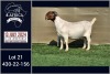 1X BOER GOAT FLOCK DOE BOOYSEN BDY