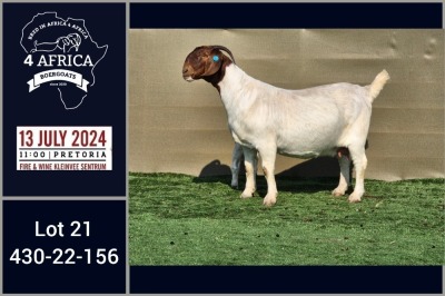 1X BOER GOAT FLOCK DOE BOOYSEN BDY