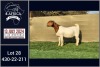 1X BOER GOAT PREGNANT FLOCK DOE BOOYSEN BDY