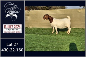 1X BOER GOAT PREGNANT STUD DOE BOOYSEN BDY