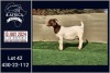 1X BOER GOAT PREGNANT DOE BOOYSEN BDY