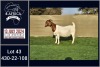 1X BOER GOAT PREGNANT DOE BOOYSEN BDY