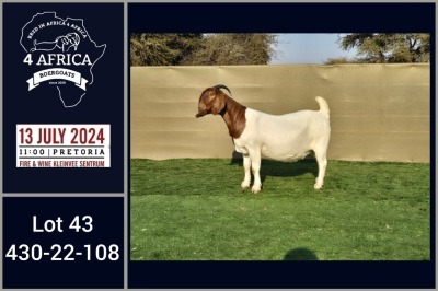 1X BOER GOAT PREGNANT DOE BOOYSEN BDY