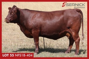 LOT 155 8 X HEIFERS HEAVILY PREGNANT OR ALREADY CALVED / VERSE SWAAR DRAGTIG OF REEDS GEKALF (Per stuk om lot te neem)